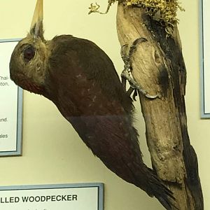 Okinawa woodpecker (Dendrocopos noguchii)