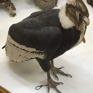 Andean condor (Vultur gryphus)