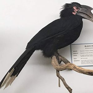 Black hornbill (Anthracoceros malayanus)
