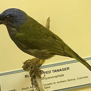 Blue capped tanager (Thraupis cyanocephala)