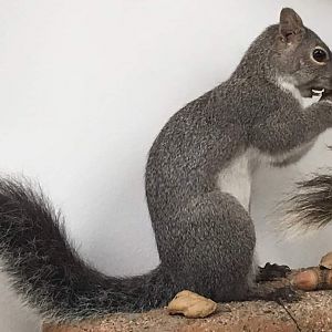 Western gray squirrel (Sciurus griseus anthonyi)
