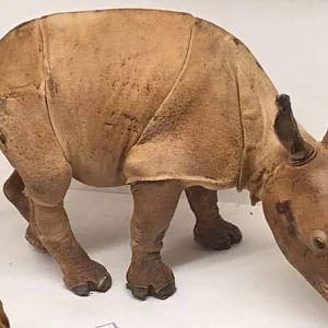 Indian rhinoceros (Rhinoceros unicornis) juvenile specimen