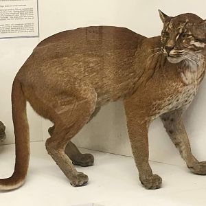 Southeast asian golden cat (Pardofelis temminckii temminckii)