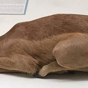 Southern gerenuk (Litocranius walleri) juvenile specimen