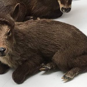 Japanese serow (Capricornis crispus) juvenile specimen