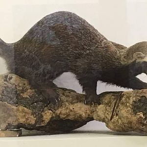 Greater grison (Galictis vittata) and prey (some species in the family Muridae)