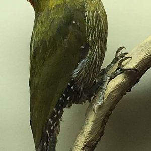 Eurasian green woodpecker (Picus viridis)