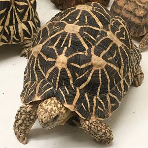 Indian star tortoise (Geochelone elegans)