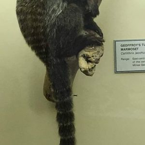 Geoffreys marmoset (Callithrix geoffreyi)