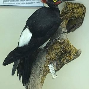 White bellied woodpecker (Dryocopus javensis)