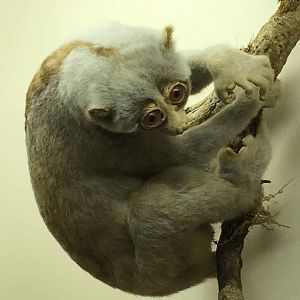 Greater slow loris (Nycticebus coucang)