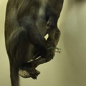 Red tailed moustached monkey (Cercopithecus cephus cephus)