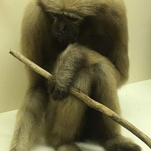 Hoolock gibbon (Hoolock sp.)