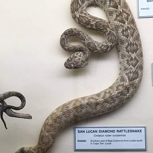 San lucan diamond rattlesnake (Crotalus ruber lucasensis)