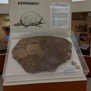 Glyptodont carapace