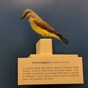 Western kingbird (Tyrannus verticalis)