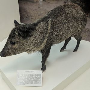 North American collared peccary (Pecari angulatus)