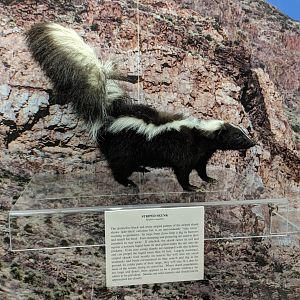 Striped skunk (Mephitis mephitis)