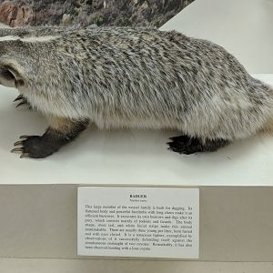 American badger (Taxidea taxus)