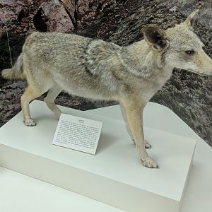 Coyote (Canis latrans)