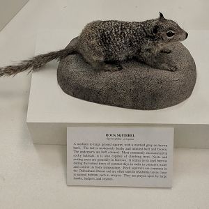 Rock squirrel (Otospermophilus variegatus)
