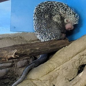 Brazilian porcupine (Coendou prehensilis)