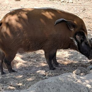 Red river hog (Potamochoerus porcus)