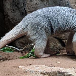 Southern tamandua (Tamandua tetradactyla)