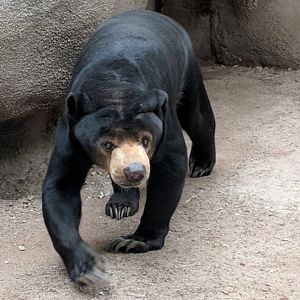 Sun bear (Helarctos malayanus)