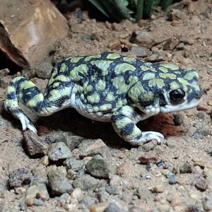 Sonoran green toad (Anaxyrus retiformis)