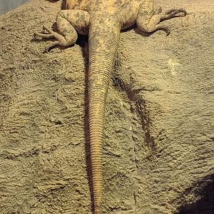 San Esteban chuckwalla (Sauromalus varius)