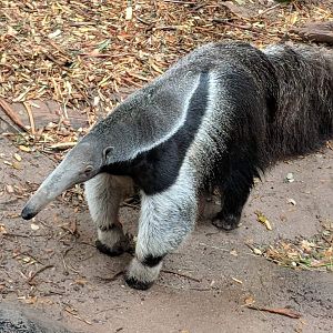 Giant anteater (Myrmecophaga tridactyla)