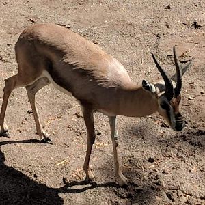Speke's gazelle (Gazella spekei)