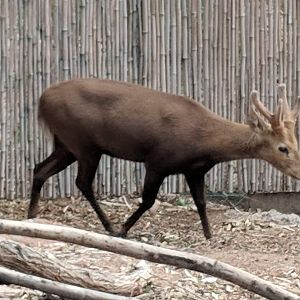Calamian deer (Axis calamianensis)