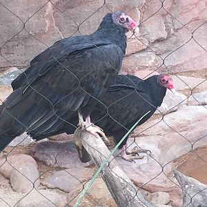 Turkey vulture (Cathartes aura)
