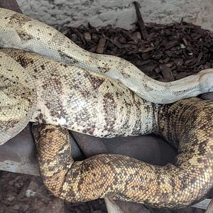 Pearl Island boa (Boa constrictor sabogae)