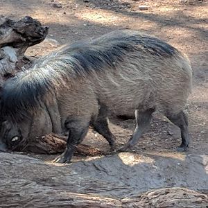Visayan warty pig (Sus cebifrons)