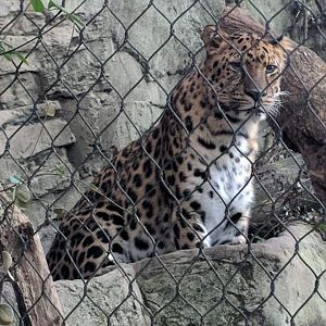 Amur leopard (Panthera pardus orientalis)