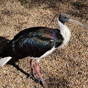 Straw necked ibis (Threskiornis spinicollis)
