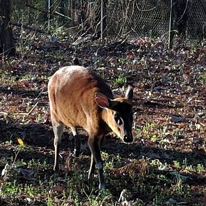 North Indian muntjac (Muntiacus vaginalis)