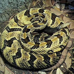 Canebrake rattlesnake (Crotalus horridus)