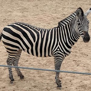 Grant's zebra (Equus quagga boehmi)