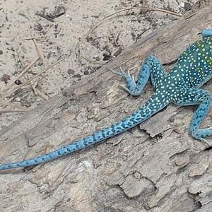 Eastern collared lizard (Crotaphytus collaris)