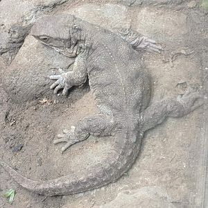 Tuatara (Sphenodon punctatus)