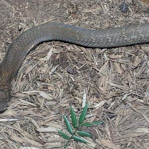 King cobra (Ophiophagus hannah)
