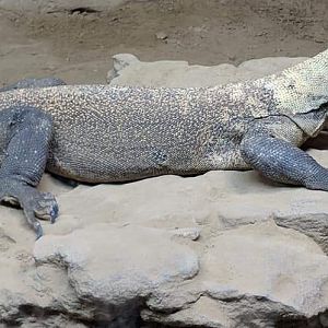 Komodo dragon (Komodo dragon (Varanus komodoensis)