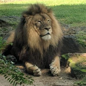Transvaal lion (Panthera leo krugeri)