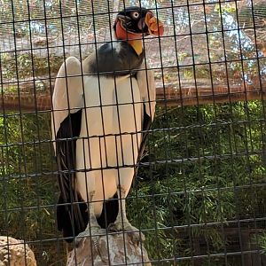 King vulture (Sarcoramphus papa)