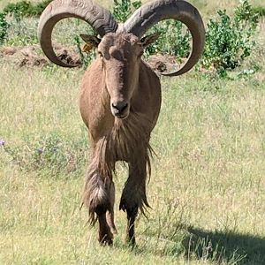 Aoudad/Barbary sheep (Ammotragus lervia)