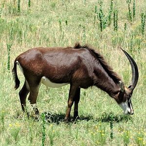 Sable antelope (Hippotragus niger)